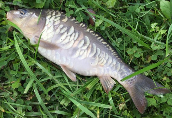 radkarp