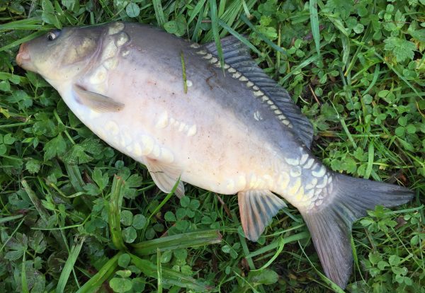 spegelkarp