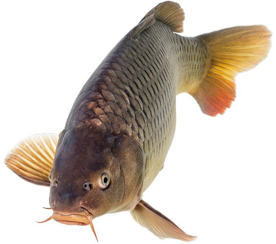 Spegelkarp